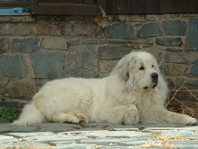 Perro de Montana del Pirineo