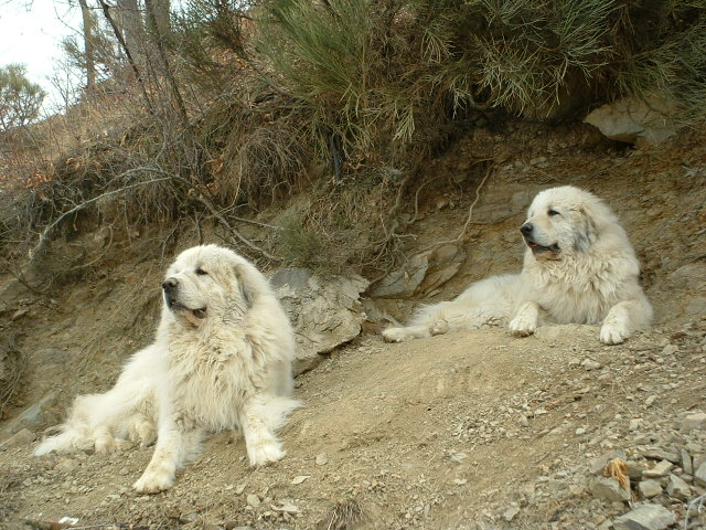 Perro de Montana del Pirineo