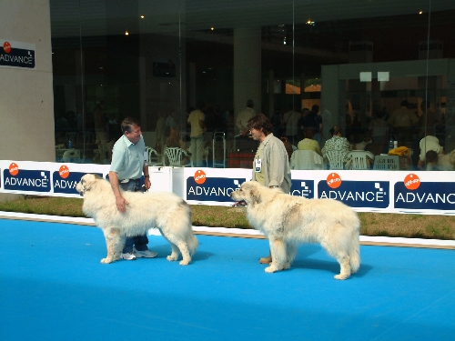 Perro de Montana del Pirineo