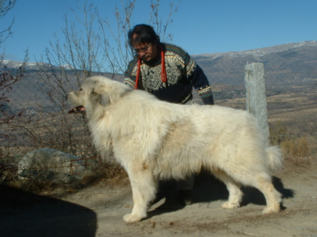 Perro de Montana del Pirineo