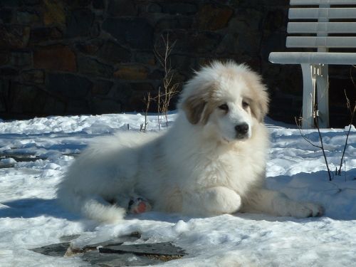 Perro de Montana del Pirineo