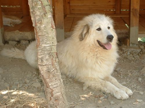 Perro de Montana del Pirineo