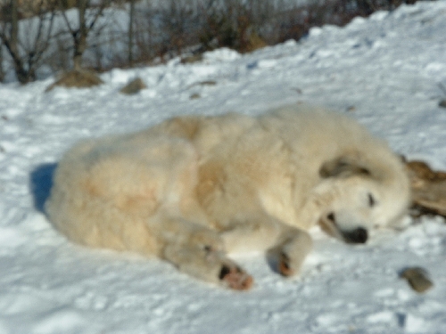 Perro de Montana del Pirineo