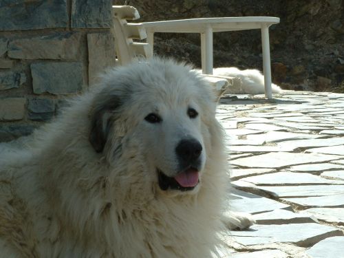 Perro de Montana del Pirineo