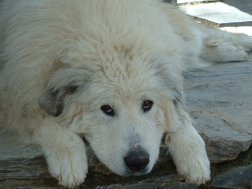 Perro de Montana del Pirineo