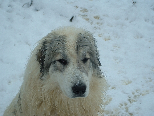 Perro de Montana del Pirineo