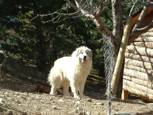 Perro de Montana del Pirineo