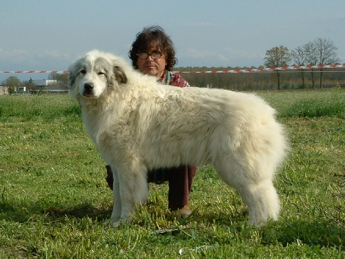 Perro de Montana del Pirineo