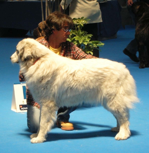 Perro de Montana del Pirineo