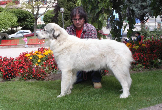 Perro de Montana del Pirineo