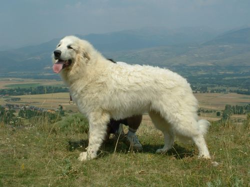 Perro de Montana del Pirineo