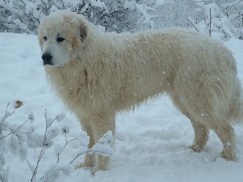 Perro de Montana del Pirineo