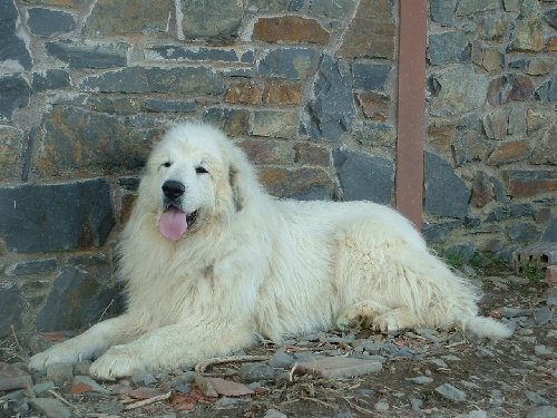 Perro de Montana del Pirineo