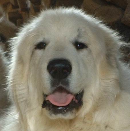 Perro de Montana del Pirineo