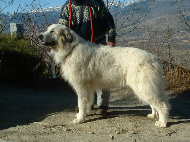 Perro de Montana del Pirineo