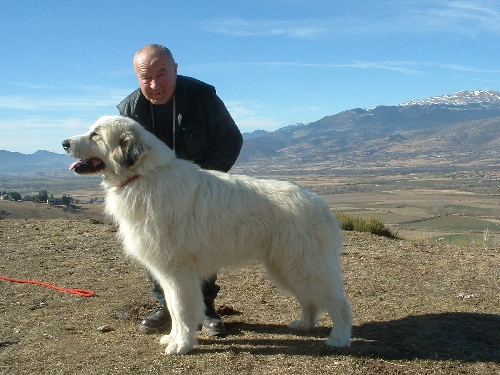 Perro de Montana del Pirineo