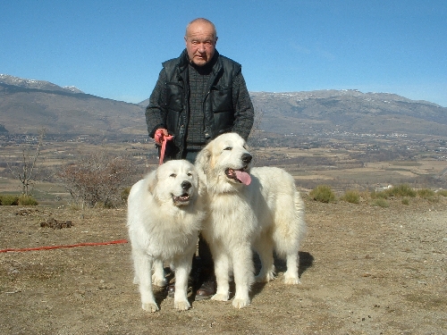 Perro de Montana del Pirineo