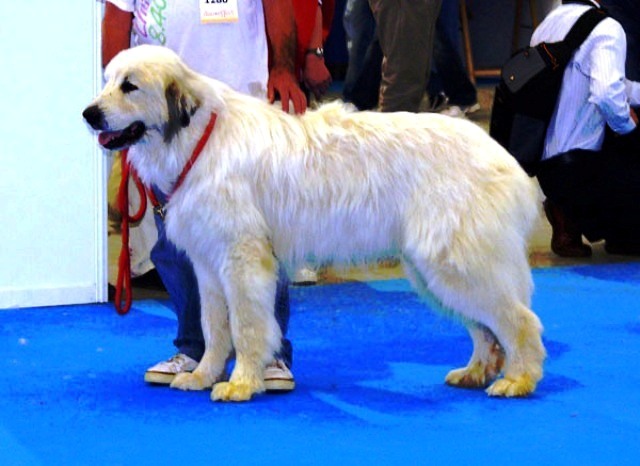 Perro de Montana del Pirineo