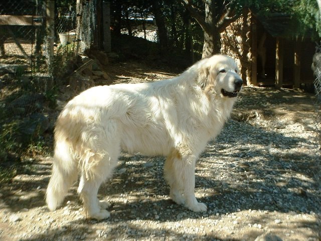 Perro de Montana del Pirineo