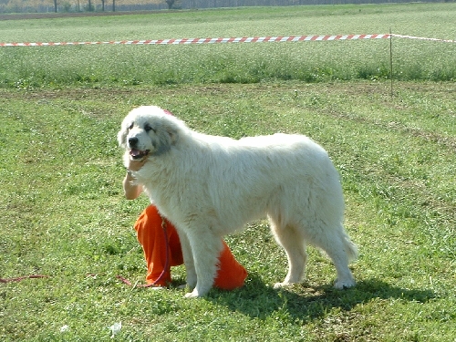 Perro de Montana del Pirineo