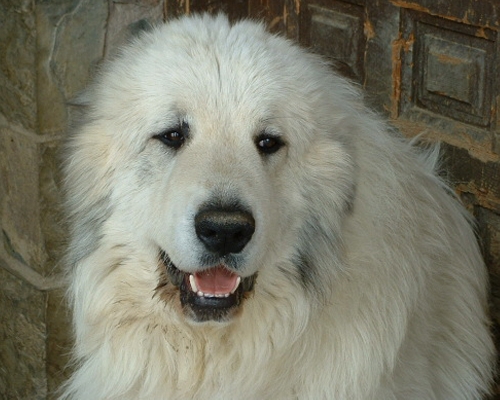 Perro de Montana del Pirineo