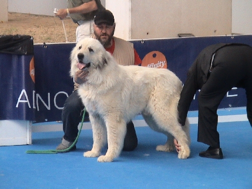 Perro de Montana del Pirineo