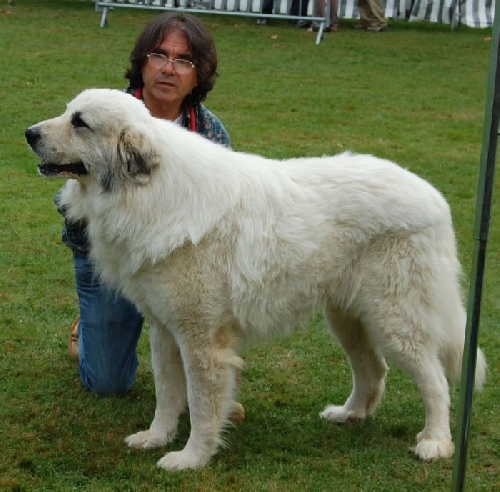 Perro de Montana del Pirineo