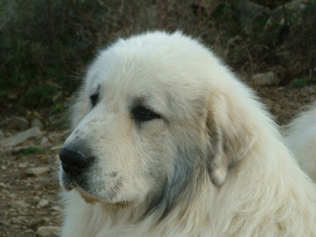 Perro de Montana del Pirineo