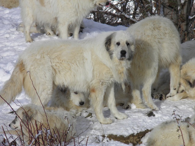 Perro de Montana del Pirineo