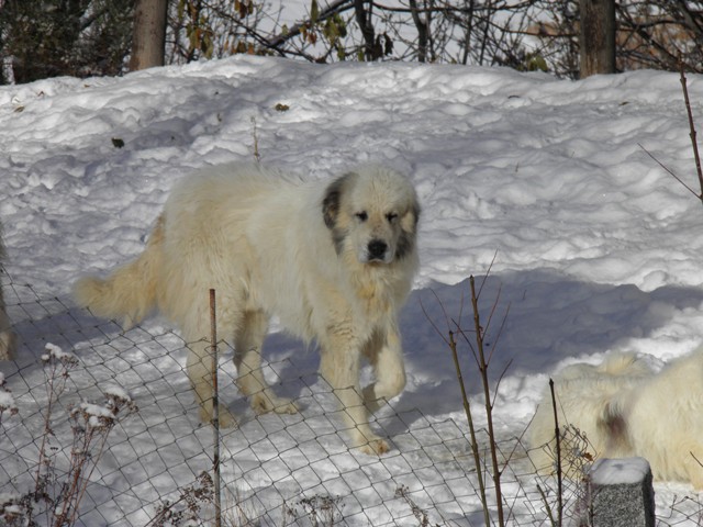 Perro de Montana del Pirineo