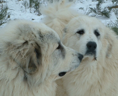 Perro de Montana del Pirineo