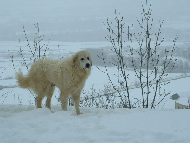 Perro de Montana del Pirineo