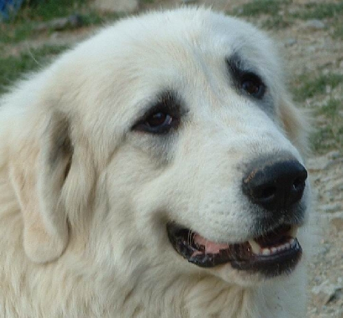 Perro de Montana del Pirineo