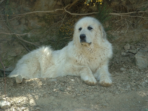 Perro de Montana del Pirineo