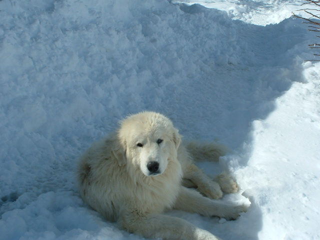 Perro de Montana del Pirineo