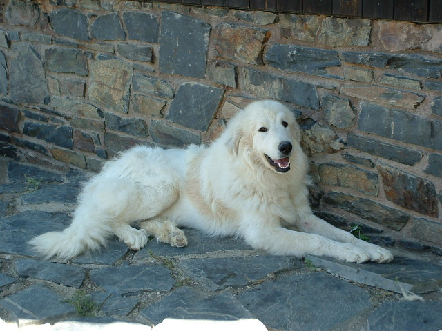 Perro de Montana del Pirineo