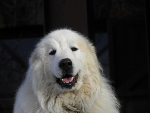 Perro de Montana del Pirineo