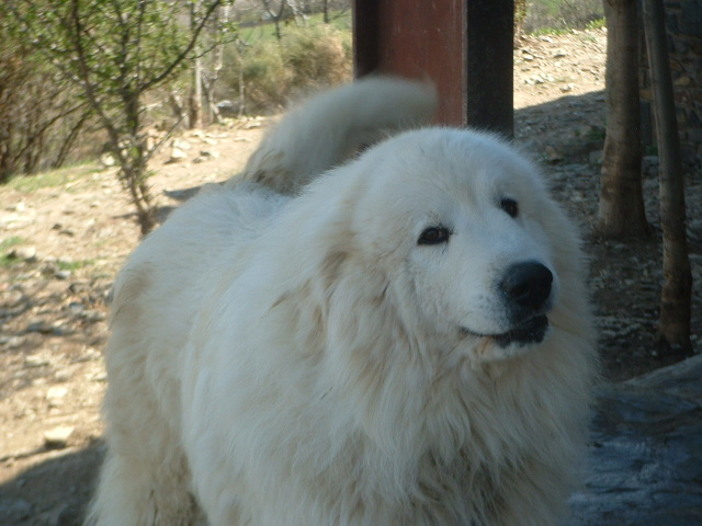 Perro de Montana del Pirineo