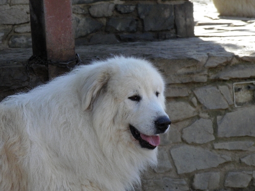 Perro de Montana del Pirineo