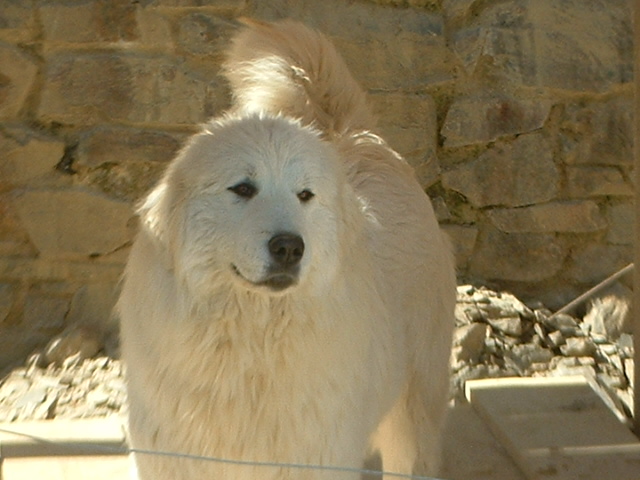 Perro de Montana del Pirineo