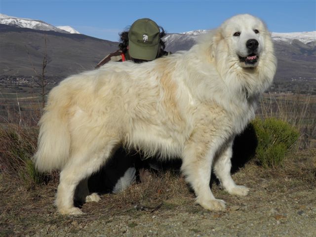 Perro de Montana del Pirineo