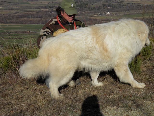 Perro de Montana del Pirineo