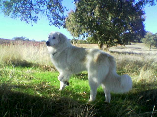 Perro de Montana del Pirineo