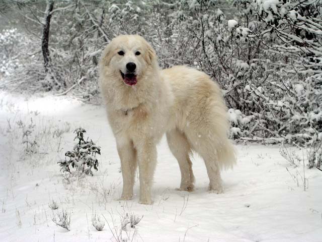 Perro de Montana del Pirineo