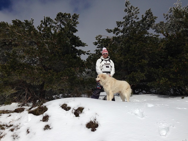 Perro de Montana del Pirineo