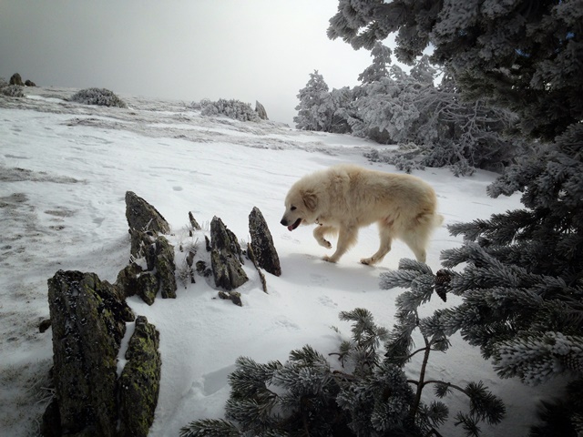 Perro de Montana del Pirineo