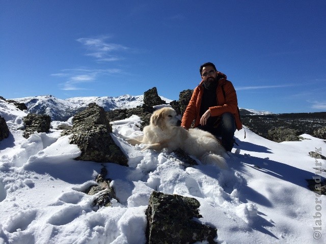 Perro de Montana del Pirineo