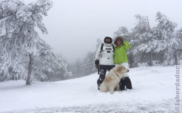 Perro de Montana del Pirineo