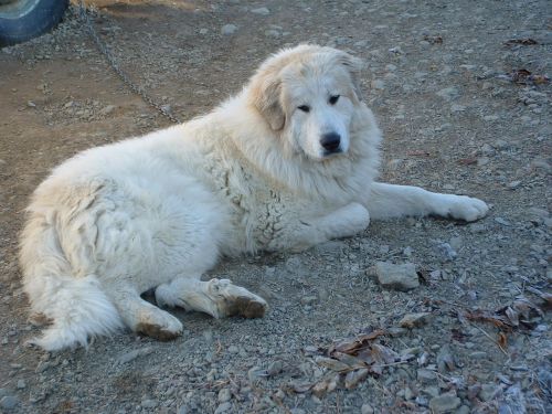 Perro de Montana del Pirineo