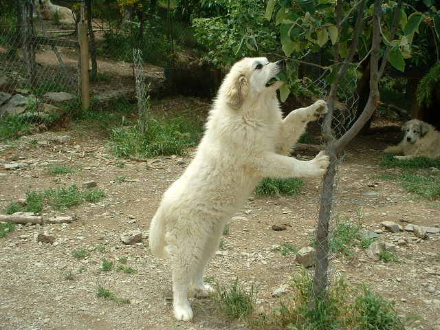 Perro de Montana del Pirineo